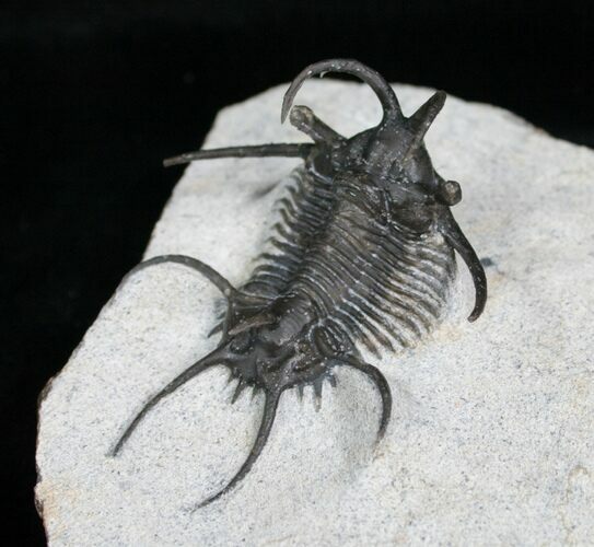 Alien Looking Ceratarges Trilobite #5561